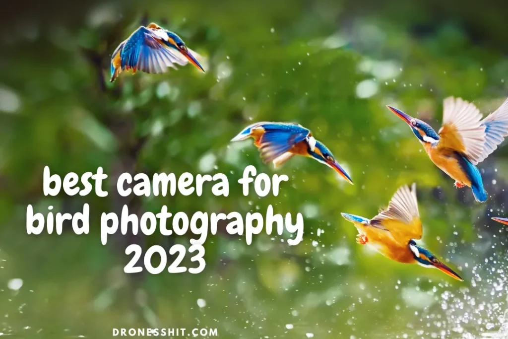 Best Camera For Bird Photography 2023