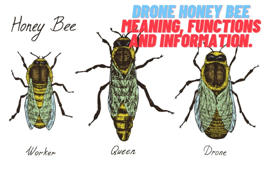 The Fascinating Role of Drone Honey Bees Meaning, Function, and Importance
