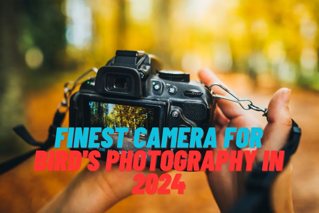 Finest Camera For Bird's Photography in 2024