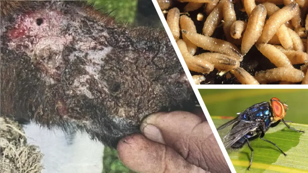 U.S. Records First Human Case of Flesh-Eating Screwworm Parasite, HHS Warns