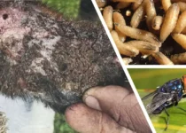 U.S. Records First Human Case of Flesh-Eating Screwworm Parasite, HHS Warns