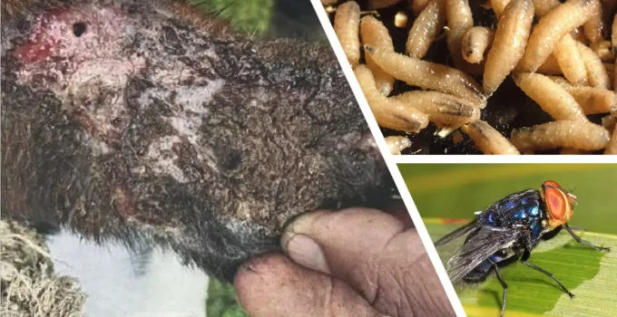 U.S. Records First Human Case of Flesh-Eating Screwworm Parasite, HHS Warns